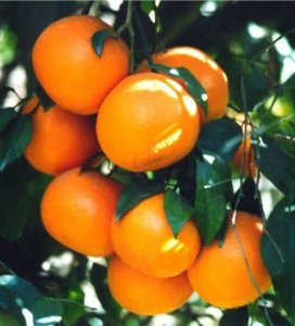 Mandarin Essential Oil